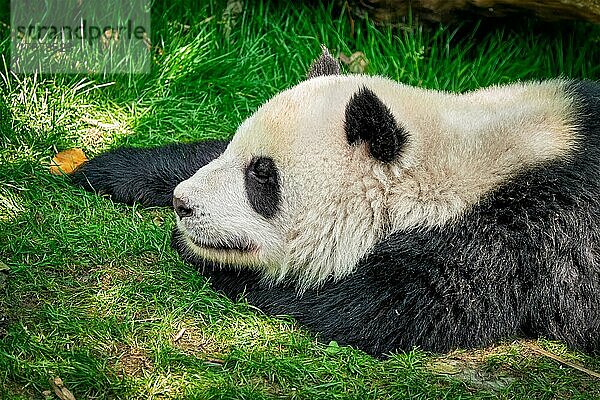 Chinesisches Touristensymbol und Attraktion  schlafender Riesenpandabär im Gras. Chengdu  Sichuan  China  Asien