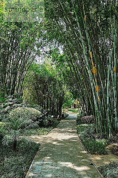 Pfad im Bambuswald im Wangjiang-Pavillon (Wangjiang-Turm) im Wangjianglou-Park. Chengdu  Sichuan  China  Asien