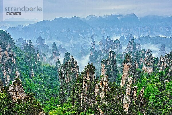 Berühmte Touristenattraktion Chinas  Zhangjiajie Steinsäulen Klippenberge in Nebelwolken bei Wulingyuan  Hunan  China  Asien