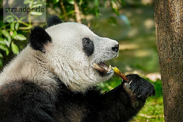 Chinesisches Touristensymbol und Attraktion  Riesenpandabär  der Bambus frisst Chengdu  Sichuan  China  Asien