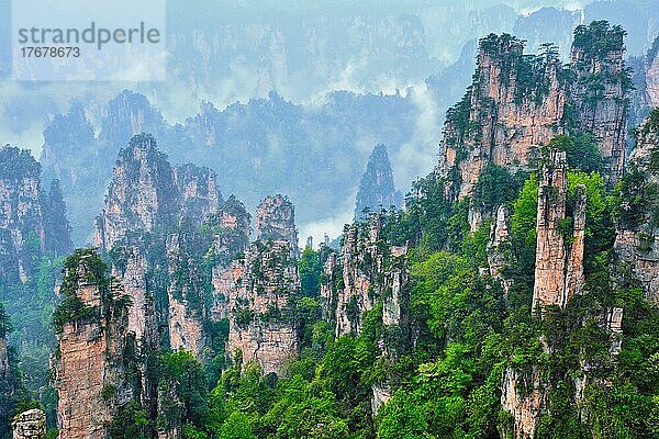 Berühmte Touristenattraktion Chinas  Zhangjiajie Steinsäulen Klippenberge in Nebelwolken bei Wulingyuan  Hunan  China  Asien