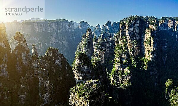 Berühmte Touristenattraktion Chinas  Zhangjiajie Steinsäulen Klippenberge bei Sonnenaufgang in Wulingyuan  Hunan  China  Asien