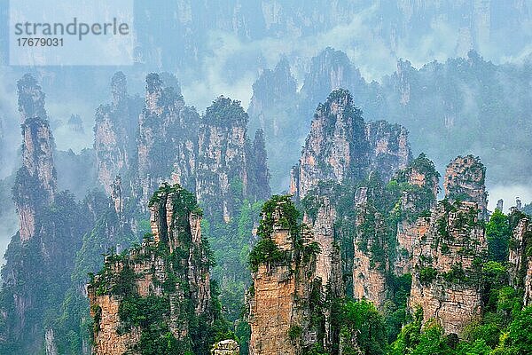 Berühmte Touristenattraktion Chinas  Zhangjiajie Steinsäulen Klippenberge in Nebelwolken bei Wulingyuan  Hunan  China  Asien