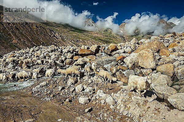 Herde von Pashmina-Schafen und -Ziegen beim Überqueren eines Baches im Himalaya-Gebirge. Lahaul-Tal  Himachal Pradesh  Indien  Asien