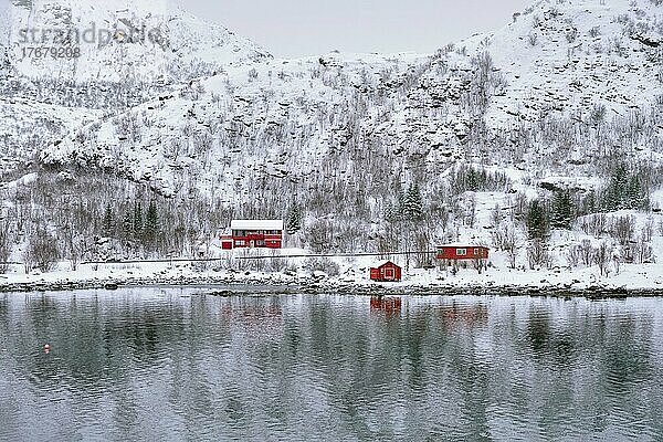 Traditionelle rote Rorbu-Häuser am Fjordufer im Schnee im Winter. Lofoten-Inseln  Norwegen  Europa