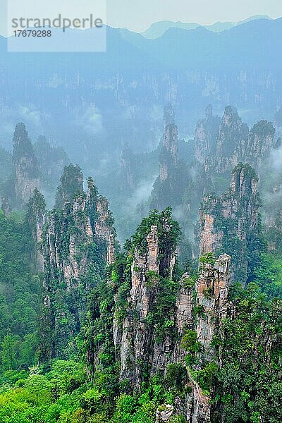 Berühmte Touristenattraktion Chinas  Zhangjiajie Steinsäulen Klippenberge in Nebelwolken bei Wulingyuan  Hunan  China  Asien