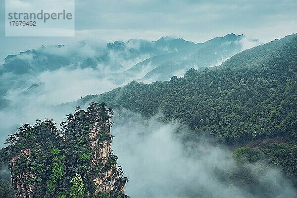 Berühmte Touristenattraktion Chinas  Zhangjiajie Steinsäulen Klippenberge in Nebelwolken bei Wulingyuan  Hunan  China  Asien