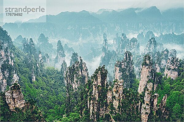 Berühmte Touristenattraktion Chinas  Zhangjiajie Steinsäulen Klippenberge in Nebelwolken bei Wulingyuan  Hunan  China  Asien