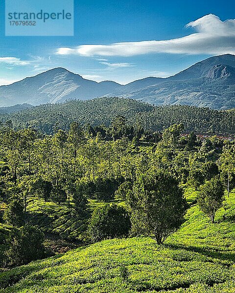 Grüne Teeplantagen bei Sonnenaufgang in Munnar  Kerala  Indien  Asien