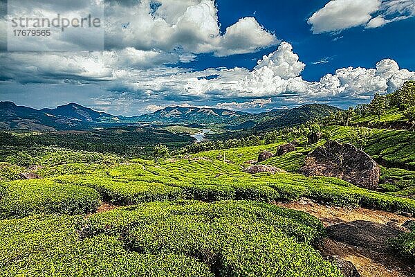 Teeplantagen und der Fluss Muthirappuzhayar in den Hügeln bei Munnar  Kerala  Indien  Asien