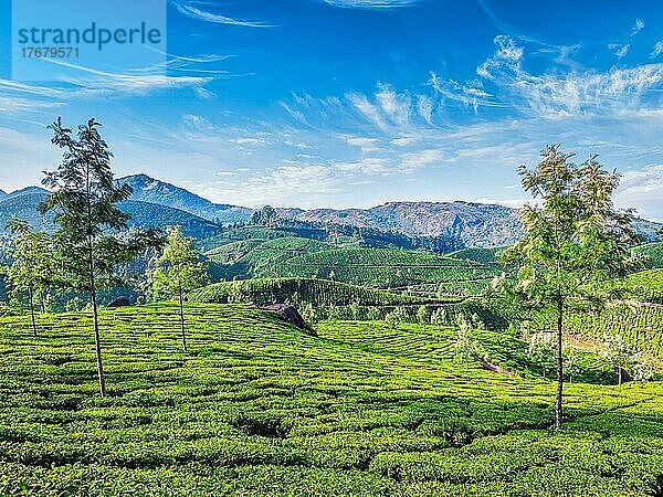 Grüne Teeplantagen am Morgen  Munnar  Bundesstaat Kerala  Indien  Asien