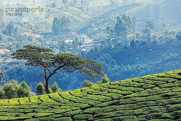 Baum auf Hügel mit Teeplantagen  Munnar  Bundesstaat Kerala  Indien  Asien