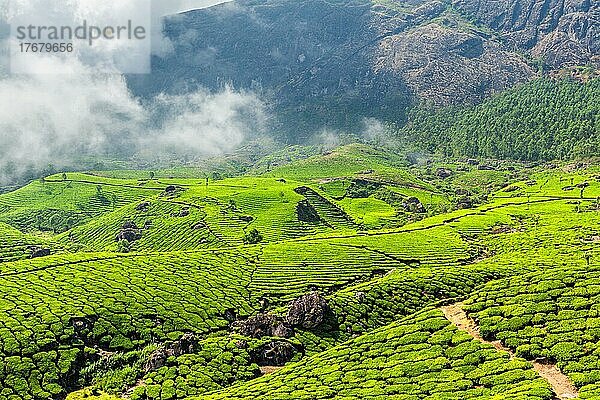 Grüne Teeplantagen am Morgen  Munnar  Bundesstaat Kerala  Indien  Asien