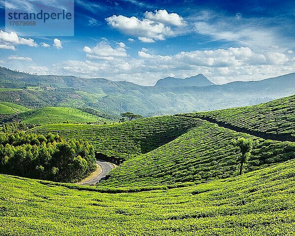 Grüne Teeplantagen am Morgen  Munnar  Bundesstaat Kerala  Indien  Asien