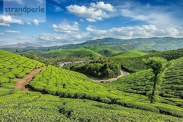 Grüne Teeplantagen am Morgen  Munnar  Bundesstaat Kerala  Indien  Asien