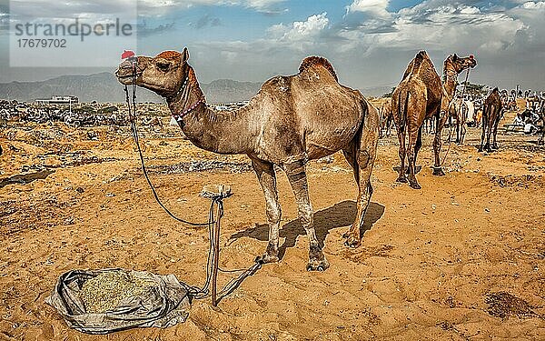 Panoramabild von Kamelen auf der Pushkar Mela (Pushkar Kamelmesse) . Pushkar  Rajasthan  Indien  Asien