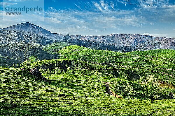 Grüne Teeplantagen am Morgen  Munnar  Bundesstaat Kerala  Indien  Asien