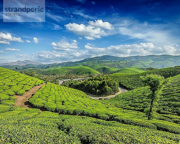 Grüne Teeplantagen am Morgen  Munnar  Bundesstaat Kerala  Indien  Asien