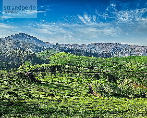 Grüne Teeplantagen am Morgen  Munnar  Bundesstaat Kerala  Indien  Asien