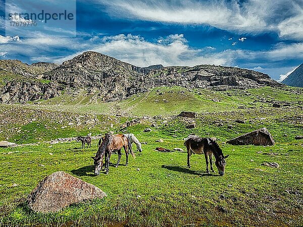 Weidende Pferde im Himalaya. Lahaul-Tal  Himachal Pradesh  Indien  Asien