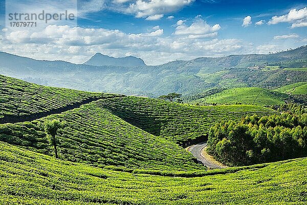 Grüne Teeplantagen am Morgen  Munnar  Bundesstaat Kerala  Indien  Asien