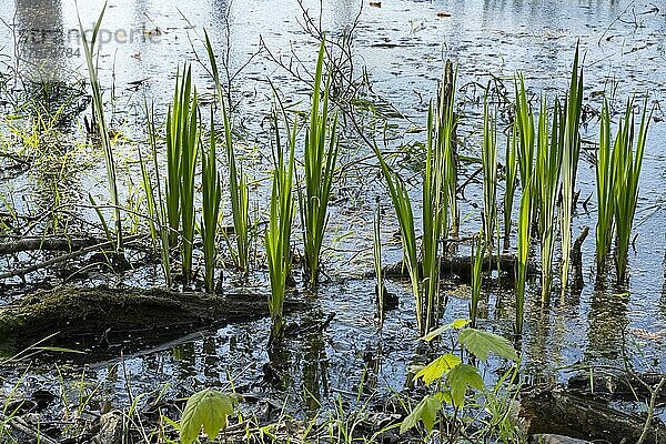 Weiher mit Sumpf-Schwertlilien (Iris pseudacorus)  Kurler Busch  Dortmund  Nordrhein-Westfalen  Deutschland  Europa