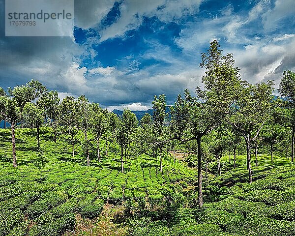 Grüne Teeplantagen in den Hügeln mit dramatischem Himmel. Munnar  Kerala  Indien  Asien