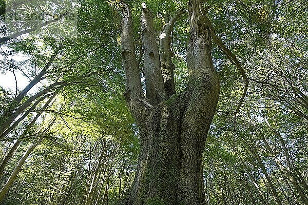 Darßer Urwald  strukturreicher Baumwuchs  Nationalpark Vorpommersche Boddenlandschaft  Deutschland  Europa
