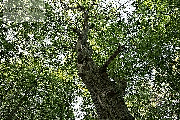 Stehendes Totholz im Darßer Urwald  toter Baum mit Pilzen als wichtiges Kleinbiotop zur Steigerung der Artenvielfalt  Nationalpark Vorpommersche Boddenlandschaft  Deutschland  Europa