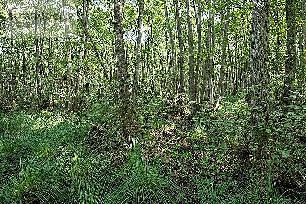 Buchenmischwald  mit üppigem Unterbewuchs  Nationalpark Vorpommersche Boddenlandschaft  Mecklenburg-Vorpommern