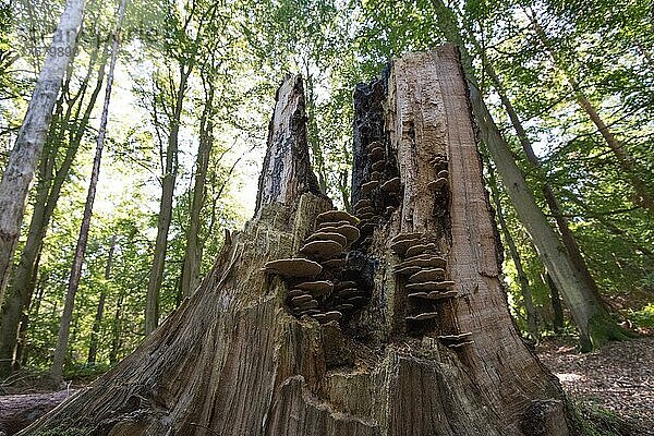 Baumstumpf mit Pilzen bewachsen im Darßer Urwald  Totholz als wichtiges Kleinbiotop zur Steigerung der Artenvielfalt  Nationalpark Vorpommersche Boddenlandschaft  Deutschland  Europa