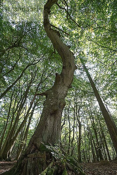 Darßer Urwald  krumm wachsender Baum  Nationalpark Vorpommersche Boddenlandschaft  Deutschland  Europa