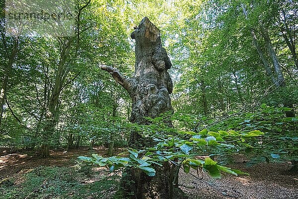 Stehendes Totholz im Darßer Urwald  Totholz als wichtiges Kleinbiotop zur Steigerung der Artenvielfalt  Nationalpark Vorpommersche Boddenlandschaft  Deutschland  Europa