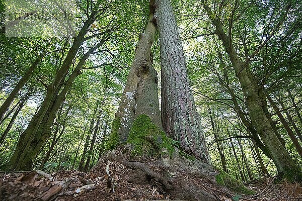 Darßer Urwald  drei Bäume die ungewöhnlich dicht aneinander wachsen  Nationalpark Vorpommersche Boddenlandschaft  Deutschland  Europa