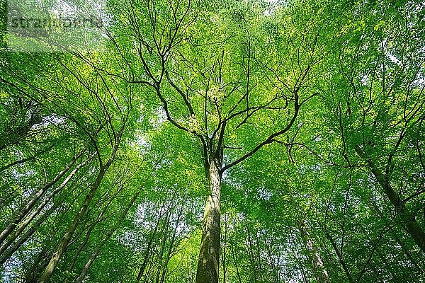 Der Habichtswald ist Teil des Osnabrücker Hügellandes  Blick ins Blätterdach im Frühling  Laubmischwald  Nordrhein-Westfalen  Deutschland  Europa