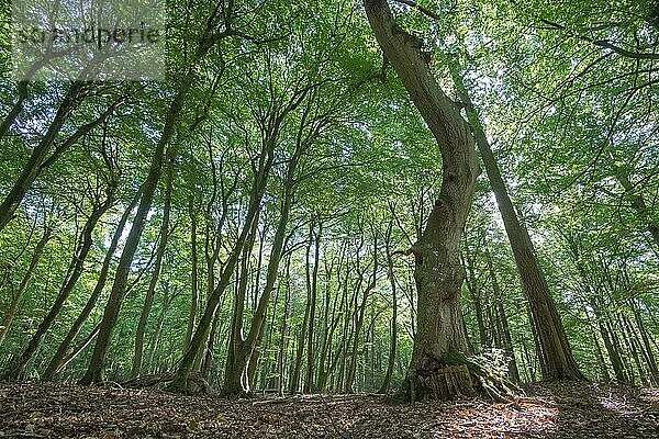 Darßer Urwald  krumm wachsender Baum  Nationalpark Vorpommersche Boddenlandschaft  Deutschland  Europa