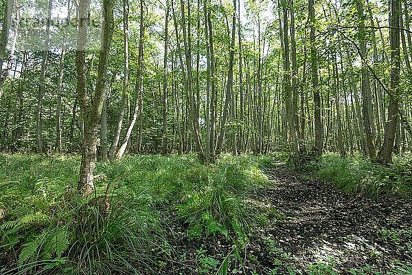 Buchenmischwald  Wanderweg führt durch Unterbewuchs  Nationalpark Vorpommersche Boddenlandschaft  Mecklenburg-Vorpommern