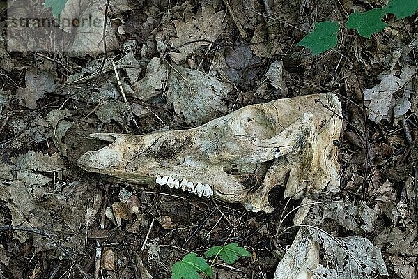 Wildschwein (Sus scrofa)  Schädel liegt am Waldboden  Nordrhein-Westfalen  Deutschland  Europa