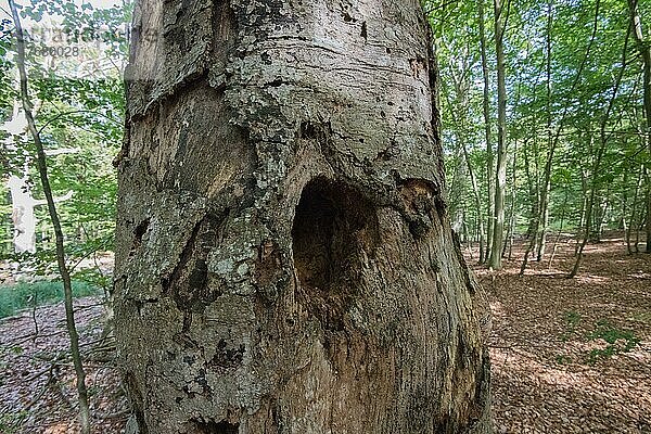 Stehendes Totholz im Darßer Urwald  toter Baum als wichtiges Kleinbiotop zur Steigerung der Artenvielfalt  Nationalpark Vorpommersche Boddenlandschaft  Deutschland  Europa