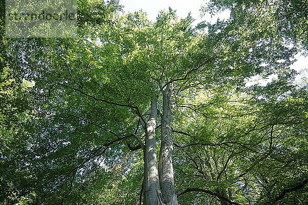 Blick ins Baumkronendach im Darßer Urwald  Nationalpark Vorpommersche Boddenlandschaft  Deutschland  Europa