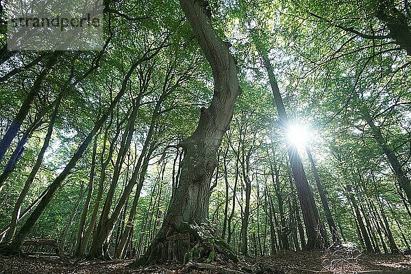 Darßer Urwald  krumm wachsender Baum im Sonnenschein  Nationalpark Vorpommersche Boddenlandschaft  Deutschland  Europa