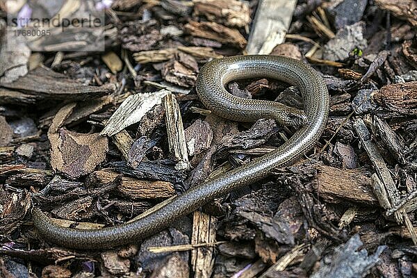 Blindschleiche (Anguis fragilis)  Baden-Württemberg  Deutschland  Europa