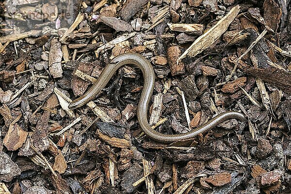 Blindschleiche (Anguis fragilis)  Baden-Württemberg  Deutschland  Europa