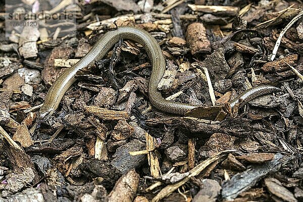 Blindschleiche (Anguis fragilis)  Baden-Württemberg  Deutschland  Europa