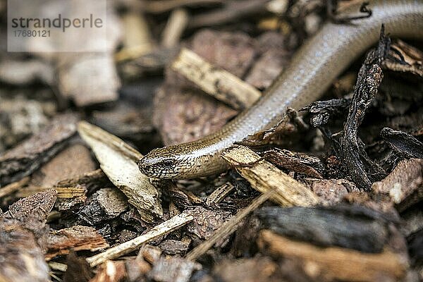 Blindschleiche (Anguis fragilis)  Baden-Württemberg  Deutschland  Europa