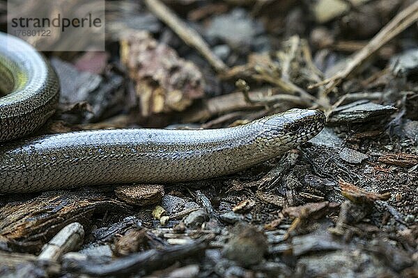 Blindschleiche (Anguis fragilis)  Baden-Württemberg  Deutschland  Europa