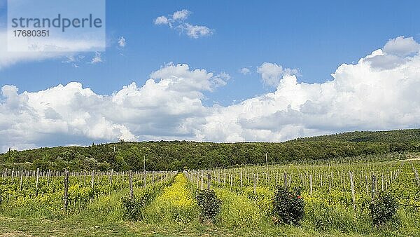 Typischer Weingarten  Provinz Siena  Toskana  Italien  Europa