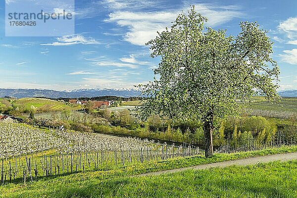 Obstbaumblüte bei Kressbronn mit Blick zu den Schweizer Alpen  Oberschwaben  Baden-Württemberg  Deutschland  Bodensee  Kressbronn  Baden-Württemberg  Deutschland  Europa