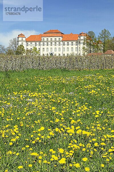 Obstbaumblüte am Neuen Schloss  Tettnang  Bodensee  Oberschwaben  Baden-Württemberg  Deutschland  Bodensee  Tettnang  Baden-Württemberg  Deutschland  Europa