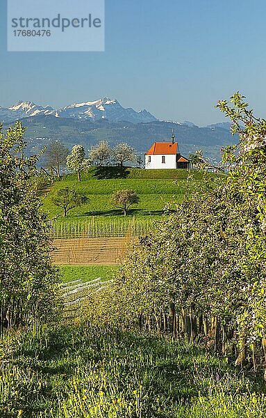 Antoniuskapelle mit Blick zum Säntis (2502m) in selmnau bei Wasserburg am Bodensee  Schwaben  Bayern  Deutschland  Wasserburg am Bodensee  Bayern  Deutschland  Europa